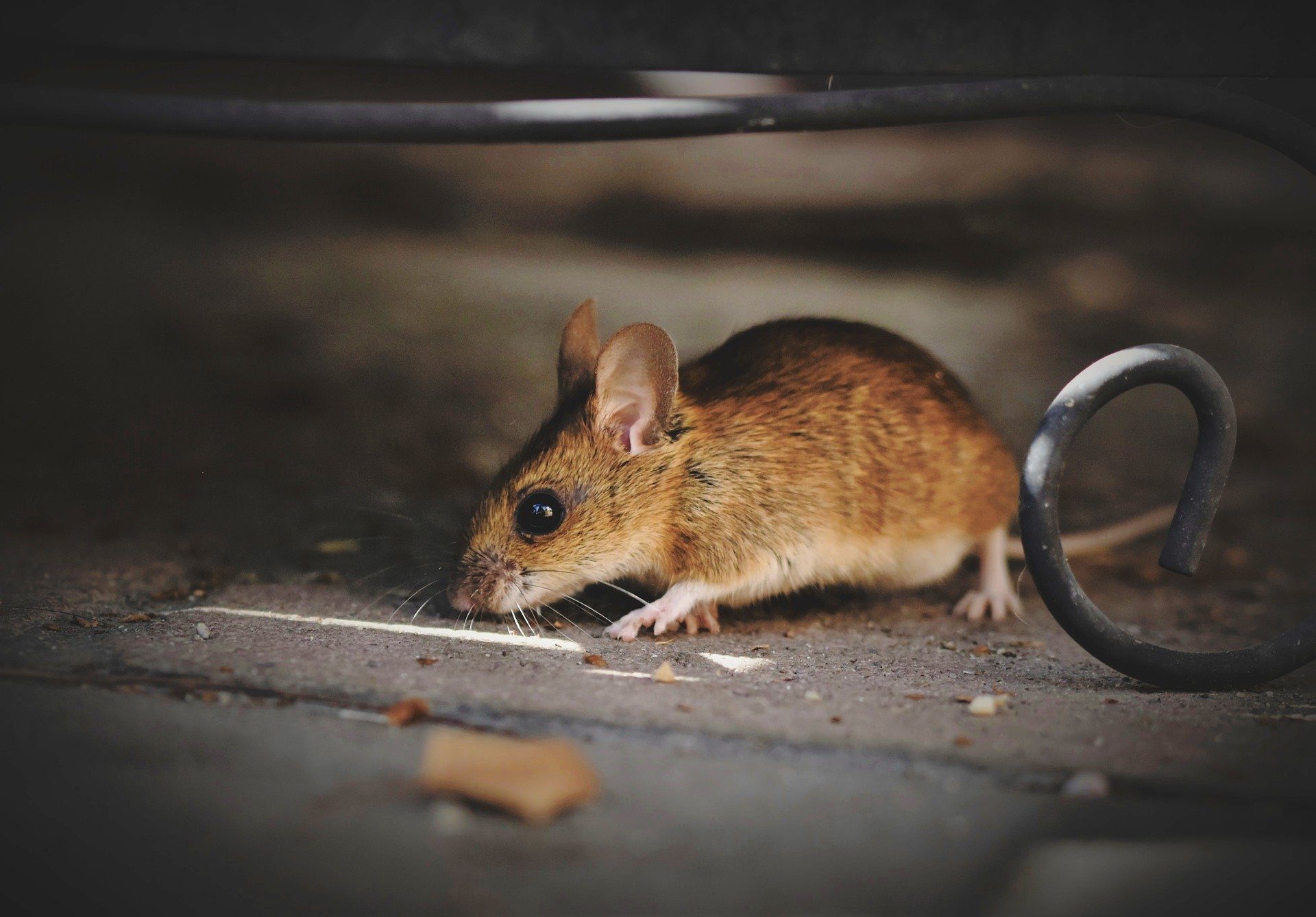 How to Get Rid of Mice